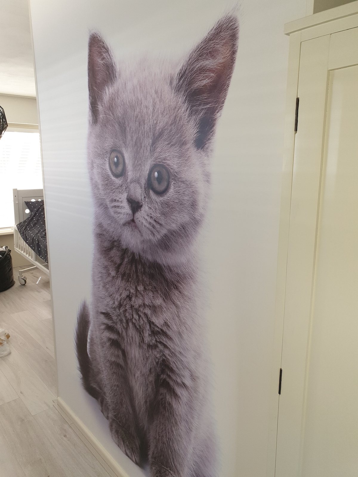 Gang met een fotowand van een grijze kitten van de vloer tot het plafond